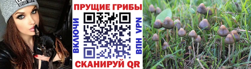 Галлюциногенные грибы MAGIC MUSHROOMS  блэк спрут как войти  Буинск  дарк нет клад  купить наркотик 
